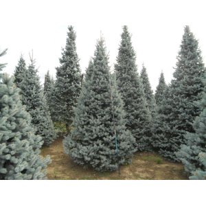 Smrek pichľavý (Picea Pungens) ´HOOPSII´ - výška 350-400 cm, kont. C55L